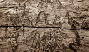 Scopri la durata della vita delle termiti: Quanto tempo vivono e come influisce sulla loro colonia